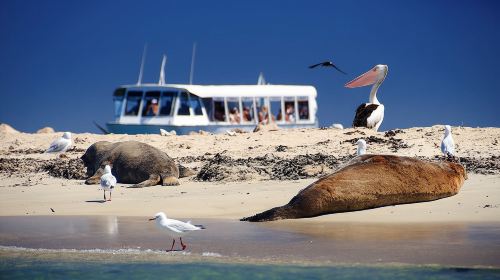 Dolphin, Sea Lion and Penguin Island Cruise