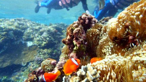 Taitung Orchid Island 2-hour diving and snorkeling experience [No certification required | Orchid Island diving experience | Includes professional coach, equipment, insurance, underwater photos]