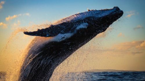 Waikiki: Sunset Whale Watching with 2 Drinks (BYOB-Friendly) Day Tours
