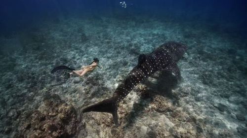 Oslob Whale Shark Diving + Moalboal Sardine Diving in Cebu Day Tours
