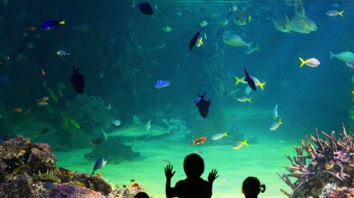 SEA LIFE Kelly Tarlton's Aquarium