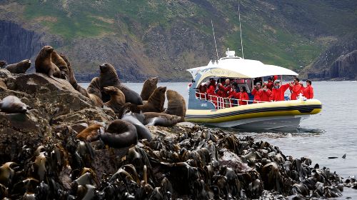 3-hour wilderness cruise on Tasmanian Bruny Island [optional departure from Hobart] Day Tours