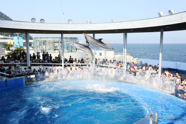 Oita Marine Palace Aquarium "Umitamago"