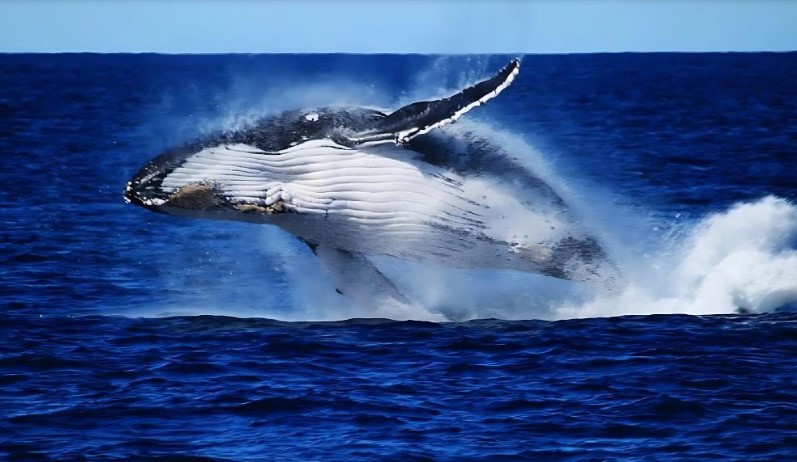 Brisbane Whale Watching Cruise