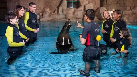 Atlantis Sea Lion Encounter