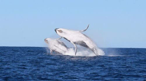 Sydney Whale Watching Cruise Half Day Tour [Close-up Whale Watching/Internet Celebrity Little Black Boat, Little White Boat, Little Gray Boat] Day Tours