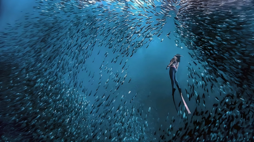 Philippines Moalboal Sardine Run Scuba Diving | Options: Experience Diving / Certified Diving - Diving Equipment Provided