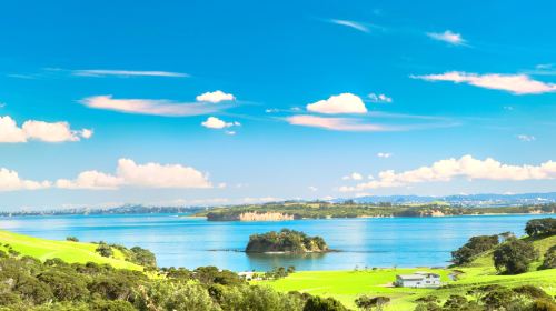 Auckland Whale & Dolphin Tour