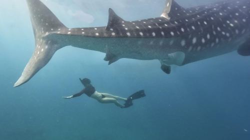 Depart from Cebu: Oslob whale shark watching & snorkeling 1-day tour | Round-trip transfer & including lunch Day Tours