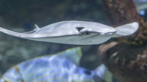 Seaquarium Le Grau-du-Roi: Entry Ticket Child