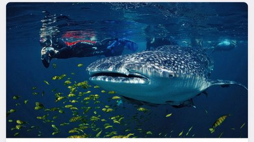 Cebu departure: Oslob Whale Shark Watching + Badian Kawasan Falls canyon adventure 1-day tour Day Tours