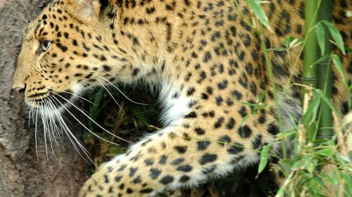 Ménagerie, Zoo of the Jardin des Plantes: Skip The Line Adult