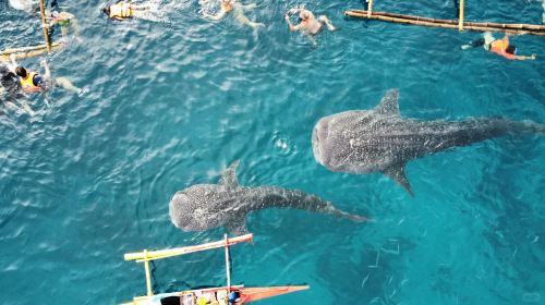 Oslob Cebu Whale Shark Watching + Moalboal Sardines Snorkeling Day Tour Day Tours