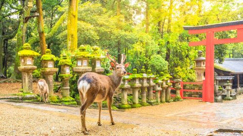 From Osaka: Nara Deer & Kyoto Kiyomizudera Sightseeing Tour Day Tours