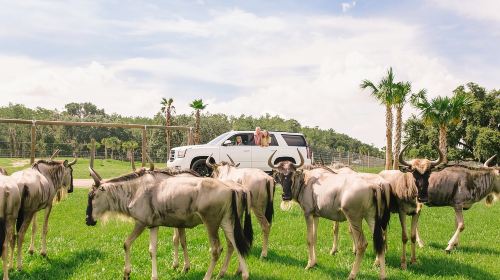 Wild Florida Drive-Thru Safari Park Admission