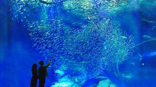 Aqua World Ibaraki Oarai Aquarium Infant