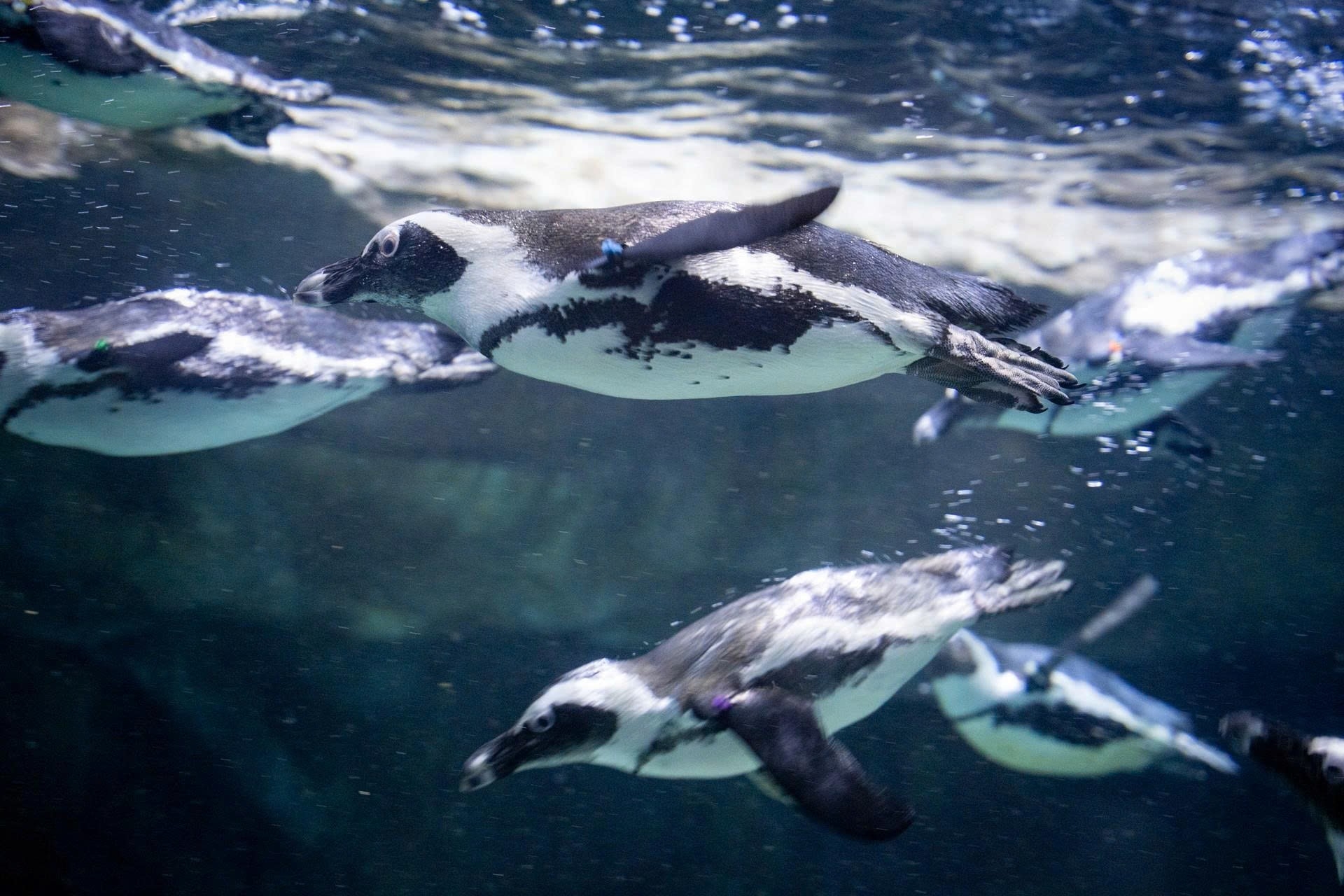 Lotte World Aquarium Hanoi