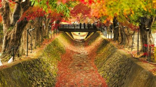 Tokyo: Mt. Fuji 5th Sta. & Autumn Festival Tour with lunch Day Tours