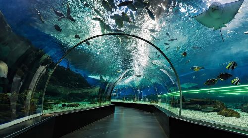 Dubai Aquarium and Underwater Zoo regular pass