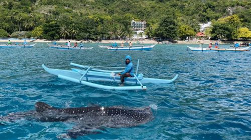 Cebu Oslob Whale Shark + Sardine Run 1-day tour Chinese group whale shark watching Day Tours