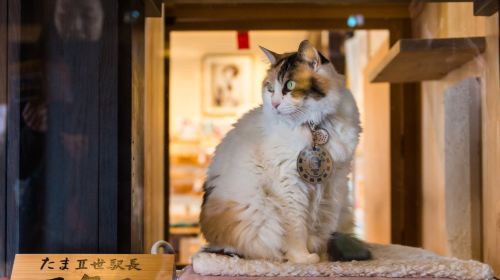 Wakayama gourmet cat fun outlet 1-day tour