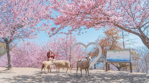 From the azure waters of the lake to the clouds of sheep herding ~ Sun Moon Lake + Cingjing Farm. Depart from Taipei. 12 hours Day Tours