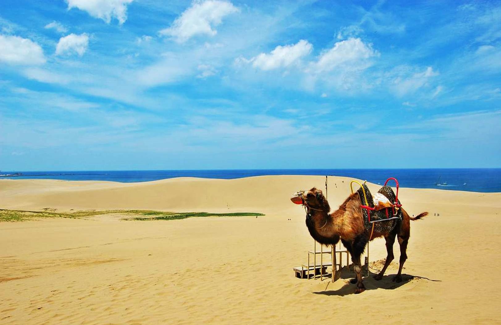 [Tottori Bus Day Tour] Tottori Sand from Osaka: Dunes, Uratomi Coast Cruise, Sand Museum, Pear Picking Experience with Optional Lunch - Japan