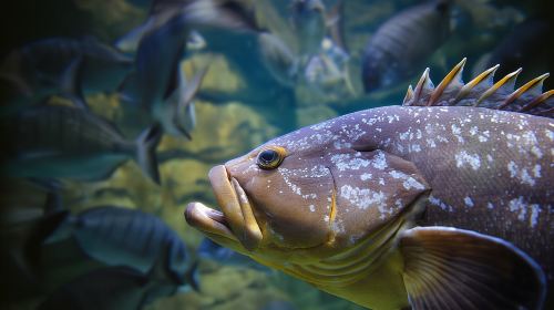 Aquarium of Paris entry ticket Billet de visite - Plein tarif