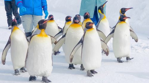 [Private Car] Asahiyama Zoo, Blue Pond, Shirahige Falls, Ningle Terrace (from Sapporo) Day Tours