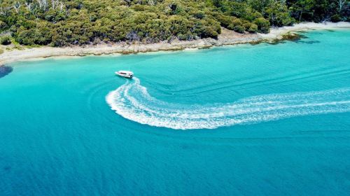 Bruny Island Half-Day Tour from Hobart, Tasmania [3-Hour English Speedboating | Round-Trip to Adventure Bay] Day Tours
