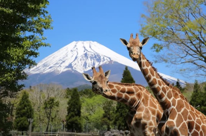 FUJI SAFARI PARK, Fuji Safari Park, Oshino Hakkai, and Oishi Park One Day Tour