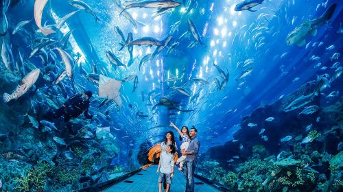 Dubai city tour, Dubai Mall Aquarium & Zoo, Burj Khalifa 148th floor tour with Transfers Day Tours