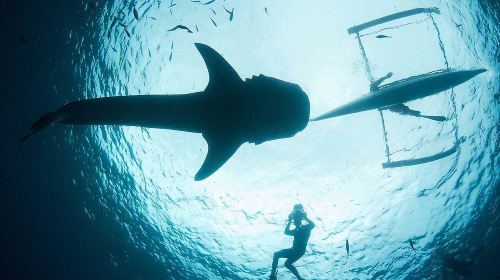 Cebu Oslob Whale Shark + Moalboal Sardine Run VIP Day Tour (Including Hotel Transfer) Day Tours