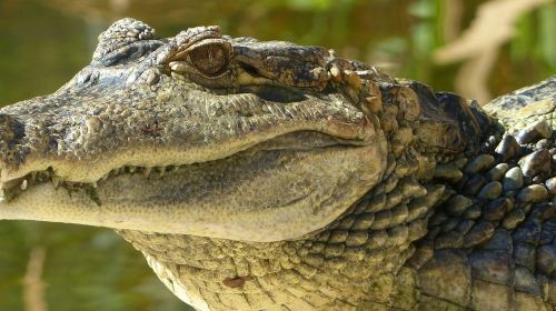 ZOA Parc: Entry Ticket Child