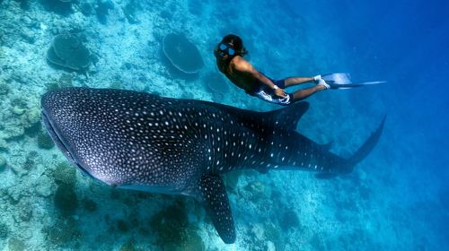 Cebu: Oslob Whale Shark Watching + Badian Kawasan Falls canyon adventure 1-day tour Day Tours