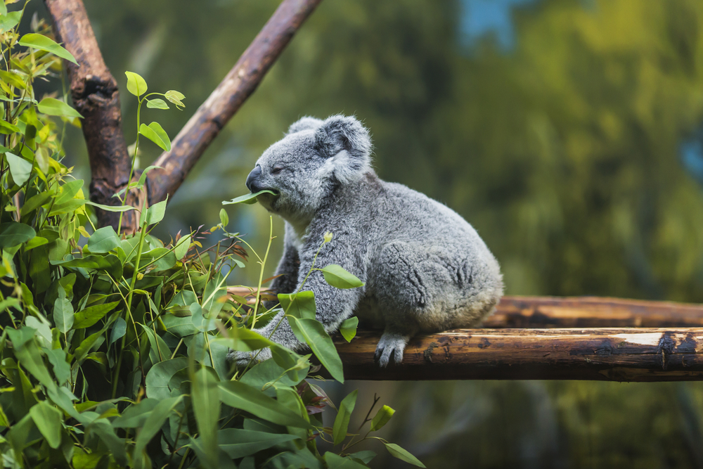 Currumbin Wildlife Sanctuary + Koala Photo Experience
