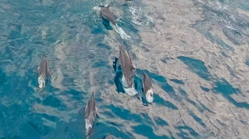 Bohol Panglao Island Hopping Tour Day Tours