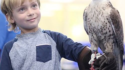 Abu Dhabi Falcon Hospital