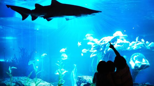 SEALIFE Busan Aquarium