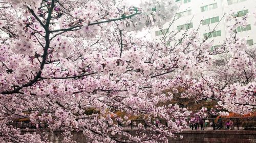 Licensed Guide Tokyo Meguro Cherry Blossom Walking Tour Day Tours