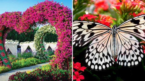 Dubai city tour, Miracle & Butterfly Garden tour with Transfers Day Tours