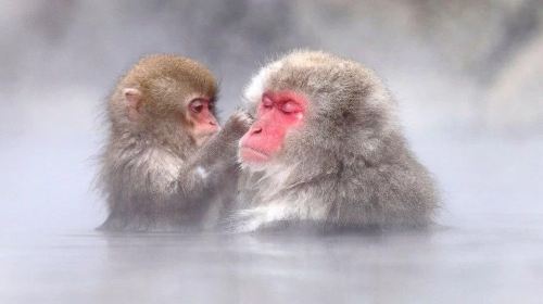 1-day tour to Jigokudani Snow Monkey Park in Nagano, Japan: Beef Sukiyaki Lunch and Monkey Hot Springs Day Tours