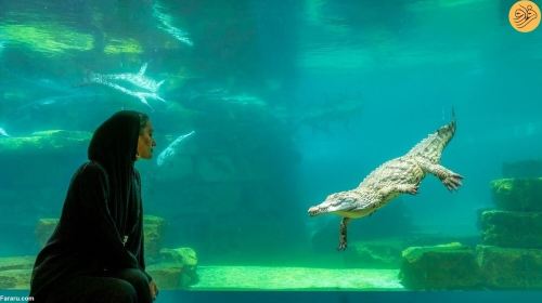 Dubai Crocodile Park tour with Transfers Day Tours
