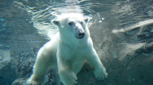 1-day tour to Asahiyama Zoo, Biei's Instagram-famous tree, and Shirahige Waterfall in Hokkaido, Japan Day Tours