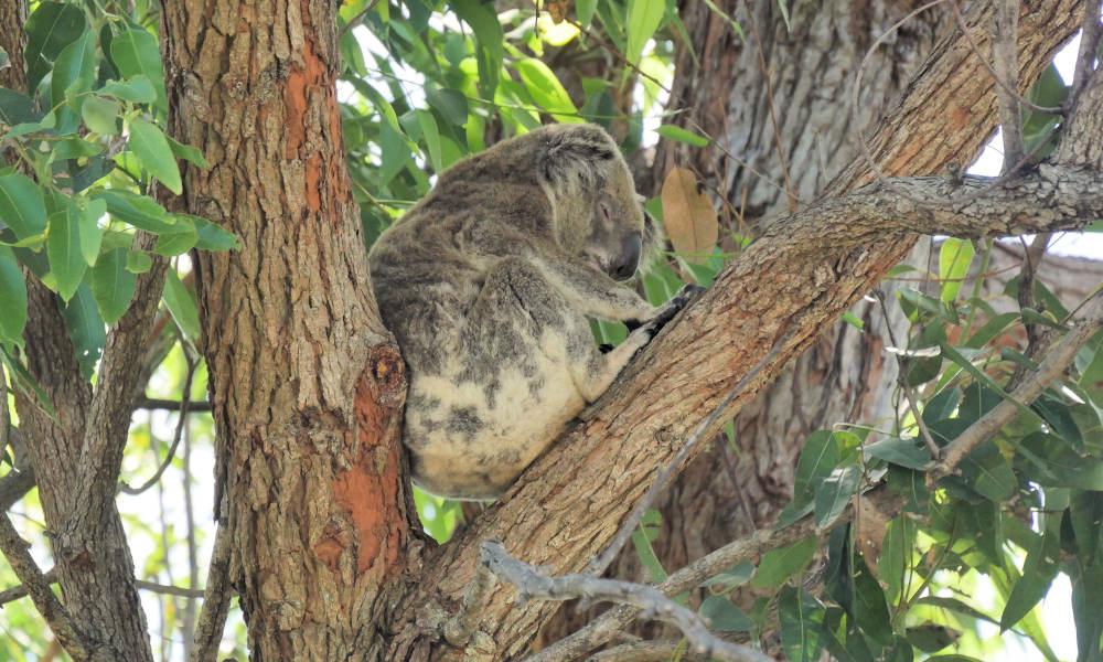 Stradbroke Island Day Tours