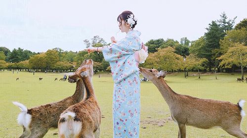 Japan Nara Fuji Kimono Nara Park Kasugataisha Shrine Mount Wakakusa Tōdai-ji Toshodaiji Deer Kimono Rental Kyoto Experience Booking Trip Moments Kiyomizu-dera Temple Photography