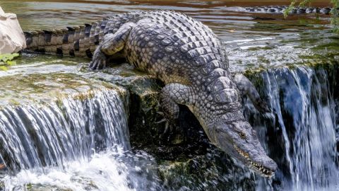 Dubai Crocodile Park