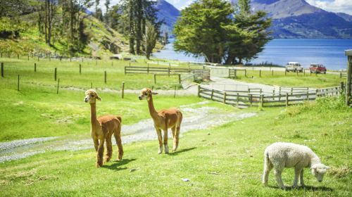 Walter Peak High Country Farm - RealNZ