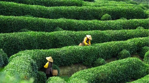Hangzhou West Lake Scenic Area Meijiawu Village Half Day Tour [cos tea farmers|Meiwu Tea Picking + Tea Roasting + Tea Tasting Experience]