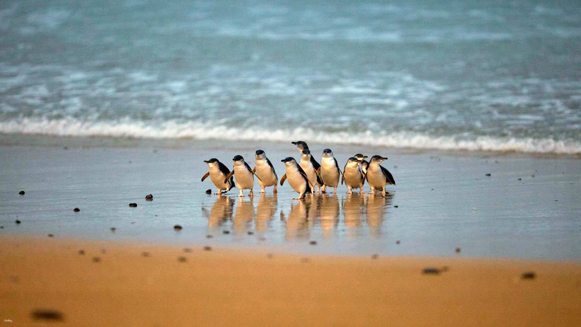 Phillip Island Day Tour: Penguin Parade & Moonlit Sanctuary Wildlife Park | Melbourne